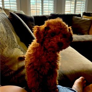 Meet your Posher, Tiffany